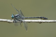 Stenogomphurus consanguis