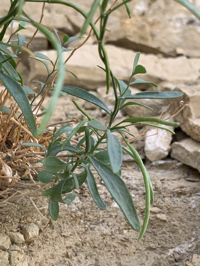 Clay reed-mustard in June 2022 by Zach Coury. A lovely little mustard ...