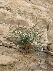 Hesperidanthus argillaceus