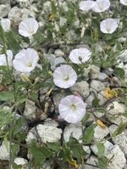 Convolvulus arvensis