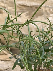 Hesperidanthus argillaceus