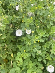 Convolvulus arvensis
