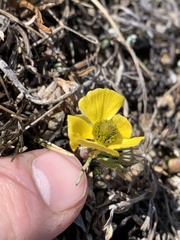 Ranunculus adoneus