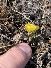 Ranunculus adoneus