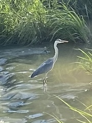 Ardea cinerea