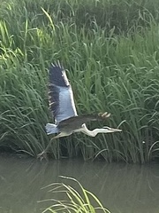 Ardea cinerea