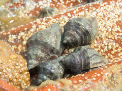 Stramonita brasiliensis