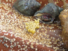 Stramonita brasiliensis