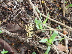 Baronia brevicornis brevicornis