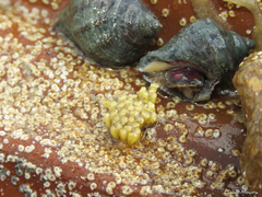 Stramonita brasiliensis