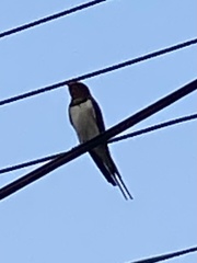 Hirundo rustica