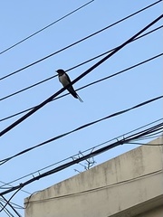 Hirundo rustica