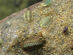 Ischnochiton striolatus