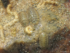 Ischnochiton striolatus