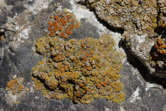 Polycauliona bolacina