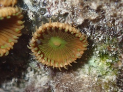 Palythoa grandiflora