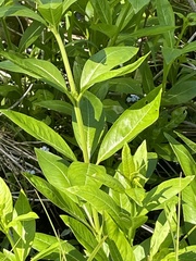 Decodon