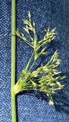 Juncus effusus solutus