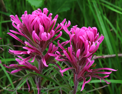 Castilleja purpurea
