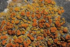 Polycauliona bolacina