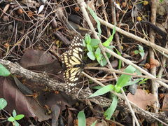 Baronia brevicornis brevicornis