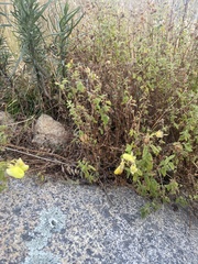 Calceolaria parvifolia