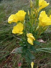 Oenothera