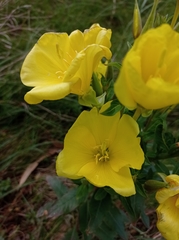 Oenothera