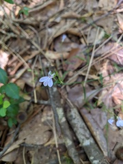 Lobelia nuttallii