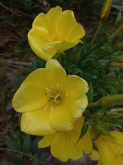 Oenothera