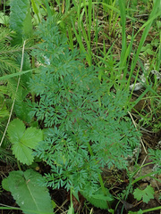 Selinum carvifolia