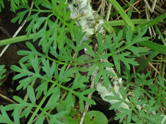 Selinum carvifolia