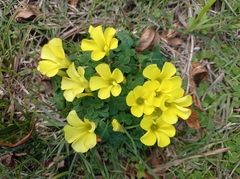 Oxalis sellowiana
