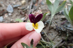 Viola hallii