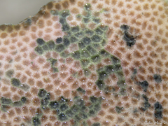 Siderastrea stellata