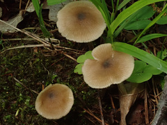 Entoloma conferendum