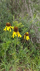 Rudbeckia texana