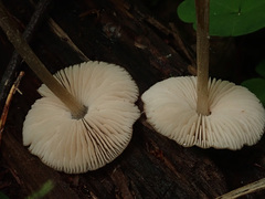 Entoloma conferendum