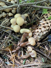 Cudonia confusa