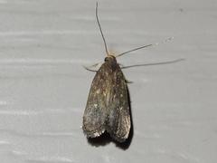 Dichomeris juncidella