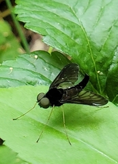 Chrysopilus velutinus