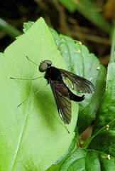 Chrysopilus velutinus