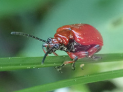 Lilioceris merdigera