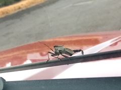 Acanthocephala alata