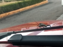 Acanthocephala alata