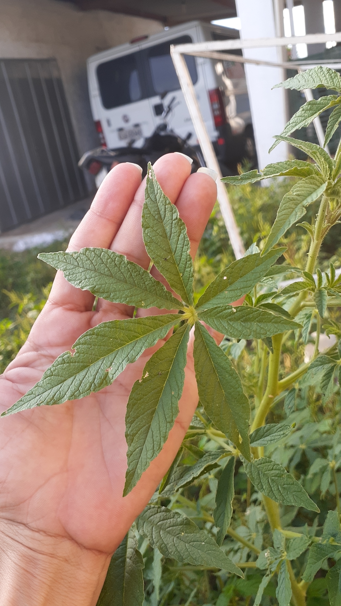 Tarenaya longicarpa