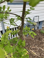 Heraclides cresphontes