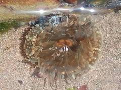 Anthopleura biscayensis