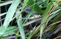 Stenogomphurus consanguis