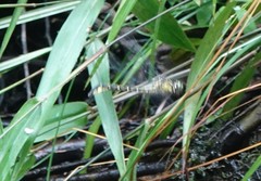 Stenogomphurus consanguis